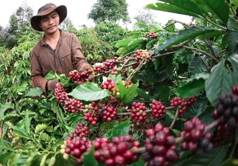 Coffee sector seeks ways toward sustainable growth